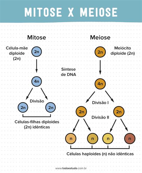 mitose e meiose diferença-4